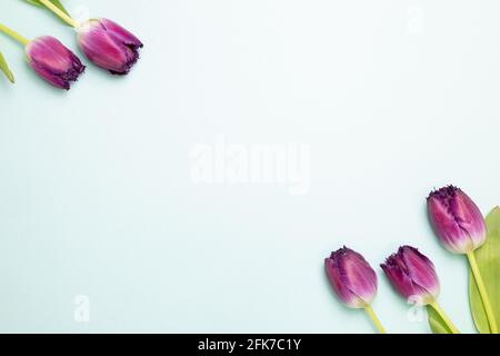 Lila Tulpenblumen auf himmelblauem Hintergrund. Flach liegend, Draufsicht, Kopierraum Stockfoto