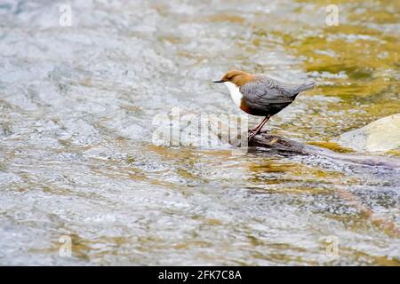 Weißkehltauchler (Cinclus cinclus), lange Erlen, Basel, Schweiz. Stockfoto