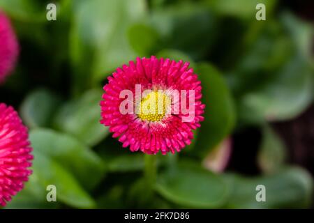 Frühlingshafte rosa Gänseblümchen auf einem unscharfen Hintergrund. Frühling in Polen. Ein Garten mit Blumen. Violett und grün. Stockfoto