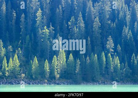 Zirbelwald am See mit Hintergrundbeleuchtung, Schweiz. Stockfoto