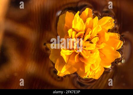 Draufsicht auf eine Kerria japonica Pleniflora Blume isoliert Das Wasser - gelbe japanische Rose Stockfoto