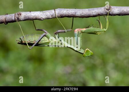 Sphodromantis viridis ist eine Art von Gottesanbeterin, die weltweit als Haustier gehalten wird. Zu den gebräuchlichen Namen gehören Green Mantis, African Mantis, Giant AFR Stockfoto