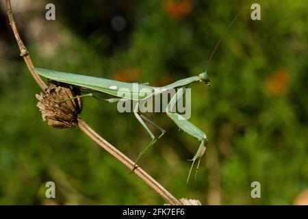 Sphodromantis viridis ist eine Art von Gottesanbeterin, die weltweit als Haustier gehalten wird. Zu den gebräuchlichen Namen gehören Green Mantis, African Mantis, Giant AFR Stockfoto