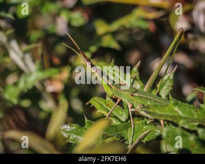 Grüne Kegelkopfgrasschrecke, lateinischer Name Acrida ungarica in Delibato Sands in der Vojvodina, Serbien Stockfoto