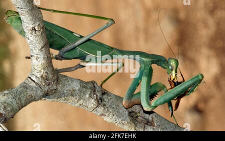 Grüne Mantis (Sphodromantis viridis) verschlingt ein gejagtes Insekt Stockfoto