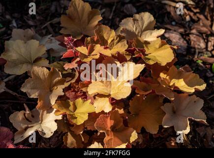 heuchera Pflanzen als sehr schöner natürlicher Hintergrund Stockfoto