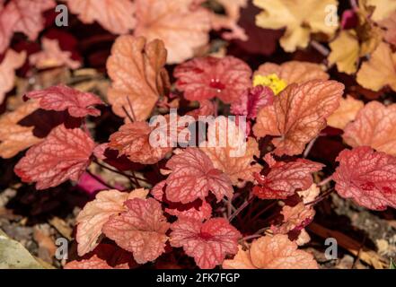 heuchera Pflanzen als sehr schöner natürlicher Hintergrund Stockfoto