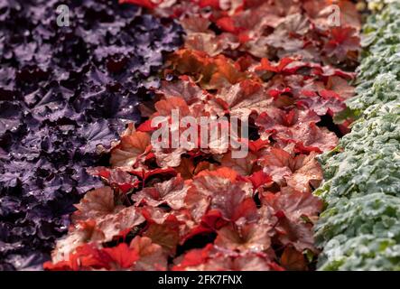 heuchera Pflanzen als sehr schöner natürlicher Hintergrund Stockfoto