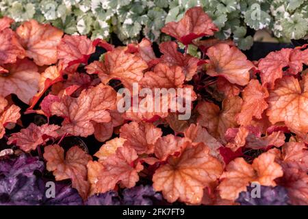 heuchera Pflanzen als sehr schöner natürlicher Hintergrund Stockfoto