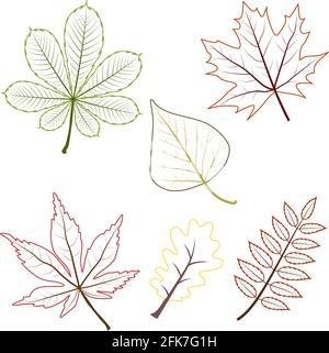 Umriss Herbst Ahorn Traube Eiche Eberesche Birke Kastanienblätter Stock Vektor
