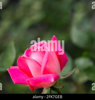 Rose - Hall County, Georgia. Am späten Nachmittag fällt Licht auf die Blüte einer rosa Rose. Stockfoto