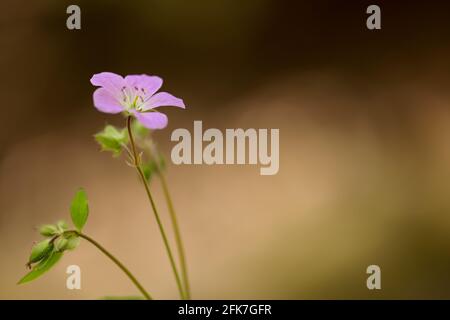 Wilde Geranie (Gernamium maculatum) - Hall County, Georgia. Eine wilde Geranium blüht auf dem Waldboden. Stockfoto