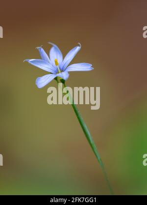 Blauäugiger Rasen (Sisyrinchium bermudiana) - Hall County, Georgia. Eine Blüte von blauäugigen Gräsern scheint frei von dem umgebenden Laub zu schweben. Stockfoto