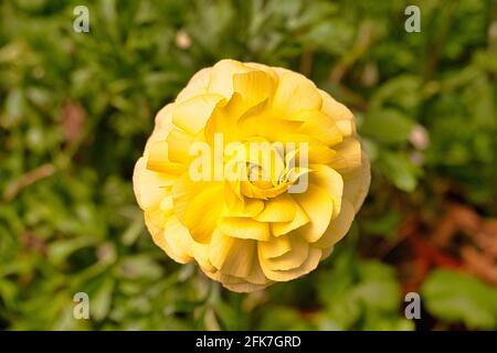 Ranunculus asiaticus L. ( Perser Buttercup, Perser Crowfoot, Asiatischer Buttercup ) das Sun-Link-Sea Forest and Nature Resort liegt in der Grafschaft Nantou Stockfoto