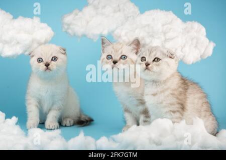 Drei milchfarbene schottische Kätzchen beobachten neugierig, wie sie auf blauem Hintergrund zwischen den Baumwollwolken sitzen. Haustiere, Tiere und Katzen Stockfoto