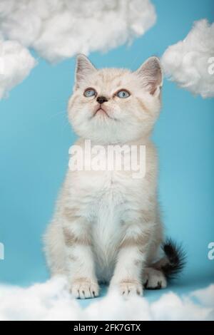 Nahaufnahme einer schottischen Rahmkatze mit blauen Augen, die auf blauem Hintergrund zwischen weißen Wolken sitzt und nach oben schaut. Porträt von schönen flauschigen Katze. Stockfoto