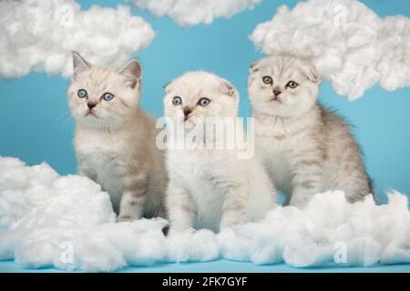 Entzückende zwei blauäugige Katzen und eine mit gelben Augen posieren im Studio. Zwischen Baumwollwolken sitzen kurzhaarige schottische Kätzchen in hellbeiger Farbe Stockfoto