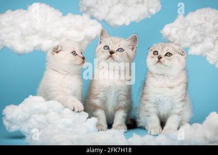 Drei kleine schottische Katzen sitzen auf einem blauen Hintergrund mit Baumwollwolken herum. Zwei Kätzchen schauen auf, und einer schaut weg und legt seine Pfote auf die Wolke. Stockfoto