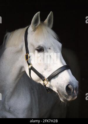 Eine Kopfaufnahme eines getuppelten grauen Pferdes in einem Lederkopfkragen. Stockfoto