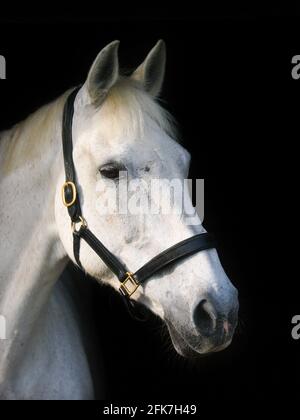 Eine Kopfaufnahme eines getuppelten grauen Pferdes in einem Lederkopfkragen. Stockfoto