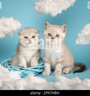 Zwei kleine neugeborene, hellhaarige, flauschige schottische Kätzchen, die mit Interesse in einem Korbkranz zwischen den weißen Wolken auf einer blauen BA zur Seite schauen Stockfoto