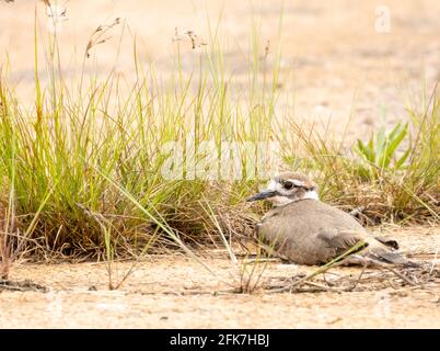 Killdeer (Charadrius vociferus) - Hall County, Georgia. Ein killdeer versteckt sich hinter einem Grasauswuchs. Stockfoto