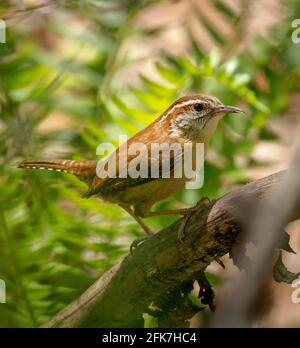 Carolina wren (Thryothorus ludovicianus) - Hall County, Georgia. Carolina wren erkaufte sich auf einem Fallbaum inmitten der Vegetation. Stockfoto