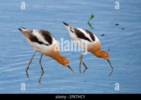 American Avocets füttern im Marsh Stockfoto
