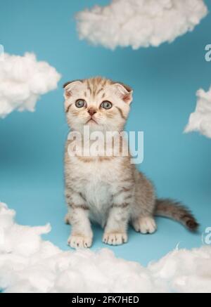 Porträt eines hübschen flauschigen schottischen Kätzchens auf blauem Hintergrund. Kleine gestreifte hellbraune Katze mit grünen Augen sitzt zwischen weißen Baumwollwolken und l Stockfoto