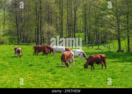 Grasende Milchkühe auf einer Wiese Stockfoto