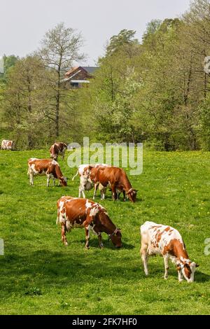 Milchkühe grasen auf einer Wiese in einer ländlichen Landschaft Stockfoto