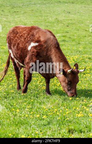 Milchkuh grast auf einer Wiese Stockfoto