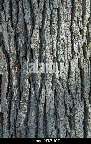 Nahaufnahme der verwitterten Außenrinde einer Eiche (Quercus) mit verschiedenen Schichten, Rissen und Linien, abstrakter natürlicher Textur oder Hintergrund Stockfoto