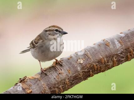 Chipping Sparrow (Spizella passerina) - Hall County, Georgia. Ein chippin-Sperling steht am Rand eines Kirschbaums. Stockfoto