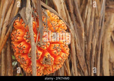 Nicht essbare tropische Pandanobst oder Pandanus, die von Palmen in Sri Lanka wächst. Pandan Tree. Stockfoto