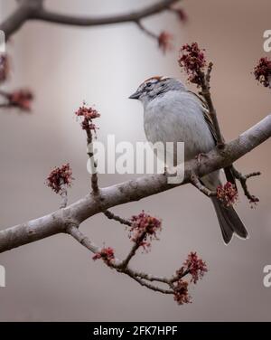 Chipping Sparrow (Spizella passerina) - Hall County, Georgia. Chipping Sperling Kauf in einem Ahornbaum an einem Frühlingsnachmittag. Stockfoto