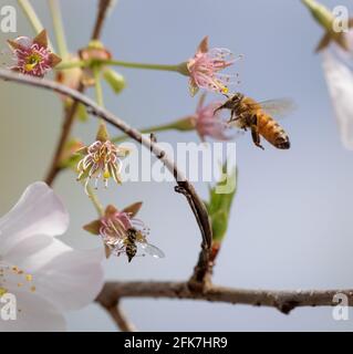 Westliche Honigbiene (APIs mellifera) - Hall County, Georgia. Eine Honigbiene und eine Kalligrafie teilen sich den Platz auf einem Kirschbaum. Stockfoto