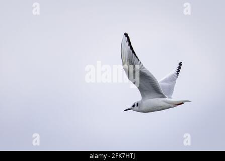 Bonaparte-Möwe (Chroicocephalus philadelphia) - Hall County, Georgia. Bonaparte-Möwe gleitet an einem bewölkten Frühlingstag über den Lake Lanier. Stockfoto