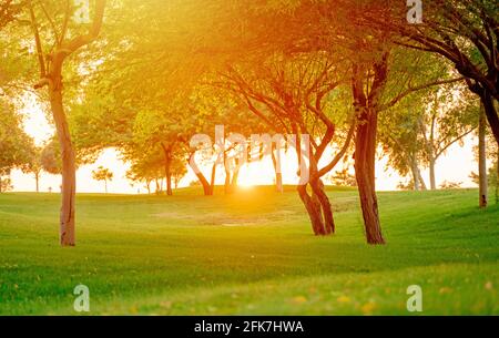 Sonnenstrahl kommt durch die Bäume im katara Park. Sonnenuntergang Stockfoto