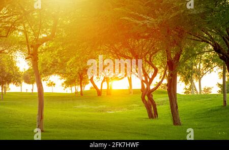 Sonnenstrahl kommt durch die Bäume im katara Park. Sonnenuntergang Stockfoto