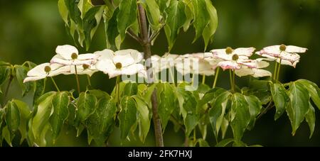 Kousa Dogwood (Cornus kousa) - Hall County, Georgia. Pattterns, die von der Blüte auf einem Kousa-Dogwood-Baum an einem regnerischen Frühlingstag erschaffen wurden. Stockfoto