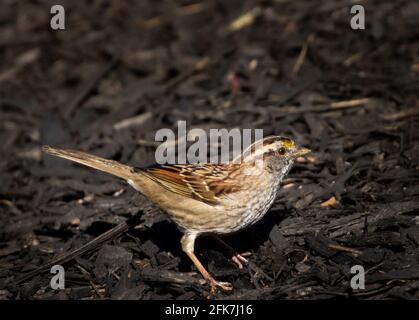 Weißkehlspatz (Zonotrichia albicollis) - Hall County, Georgia. Weißkehlspatz, der am ersten Frühlingstag in etwas Sonnenschein einweicht. Stockfoto