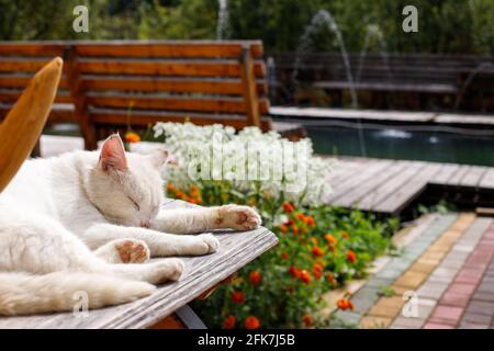 Nahaufnahme einer weißen Katze, die auf einer Holzbank auf dem Hintergrund eines Brunnens schläft. Stockfoto