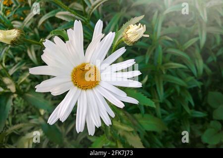 Blüte der Gänseblümchen auf der sommergrünen Wiese. Ochsenblütler, Leucanthemum vulgare. Kamillenblüten mit langen weißen Blütenblättern. Gartenkonzept. Stockfoto