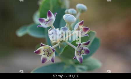 Frisch blühende Calotropis Gigantia oder Calotropis procera blüht in Katar. Stockfoto