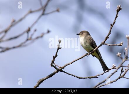 Eastern phoebe (Sayornis phoebe) - Hall County, Georgia. Eastern phoebe thronte an einem sonnigen Winternachmittag auf dem Rand einer roten Eiche. Stockfoto