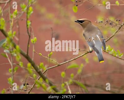 Zedernwachsflügel (Bombycilla cedrorum) - Hall County, Georgia. Ein Zedernwachsflügel, der an einem späten Winternachmittag in einem amerikanischen Olivenbaum sitzt. Stockfoto