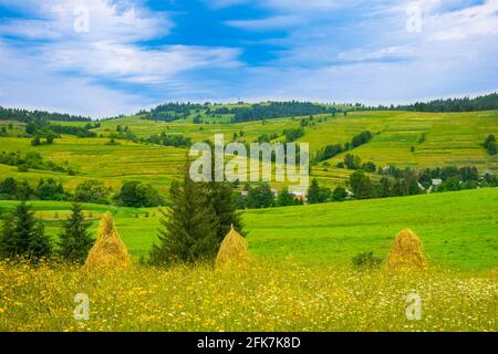 Haystacks auf dem Graslandhügel im Sommer, im Vordergrund. Traditionelle karpaatische ländliche Landschaft in den Bergen. Stockfoto