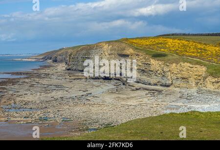 Ein Blick über Dunraven Bay im Frühling zeigt die helle Gelber Gorse auf dem Hügel im April Stockfoto