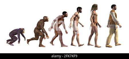 Menschliche Evolution, vom Affen zum Menschen, 3d-Illustration Stockfoto